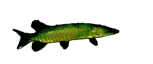 Schwimmender Fisch